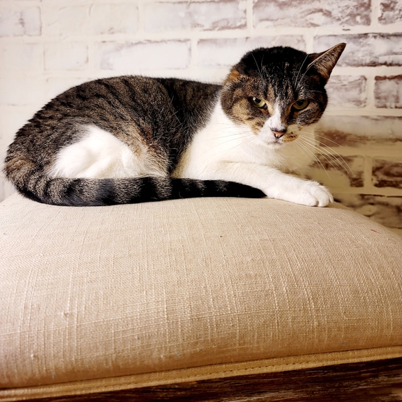 🐈‍⬛️🐈🐈‍⬛️🐈🐈‍⬛️🐈🐈‍⬛️🐈🐈‍⬛️🐈🐈‍⬛️ - Picture 2 of 9